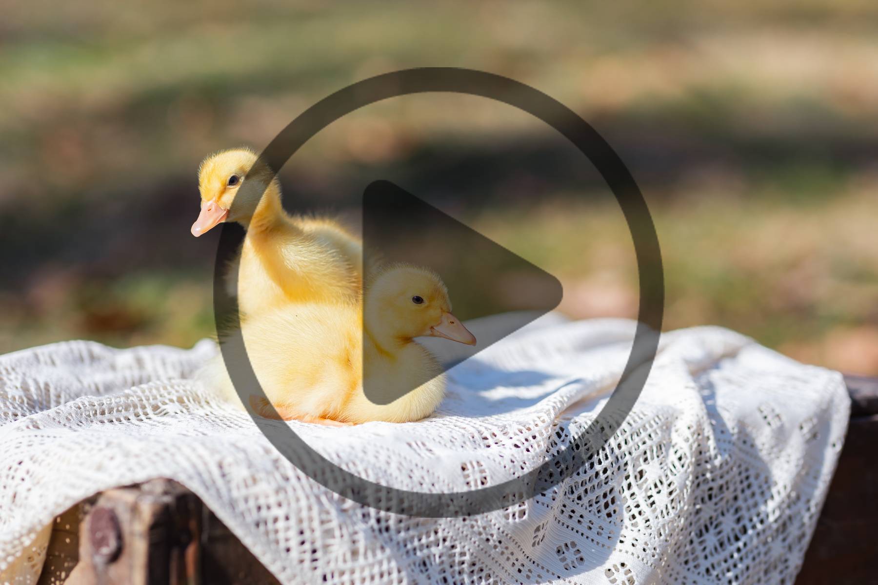 Do Baby Ducks Carry Diseases Do Baby Ducks Carry Diseases